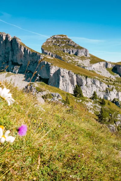 vue-berneuse